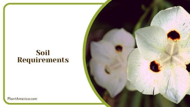 Soil upkeep for Bicolor Iris Plant America