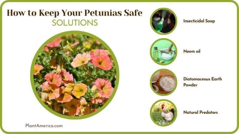 Solution How To Keep Your Petunias Safe Plant America Solution How To Keep Your Petunias Safe Plant America