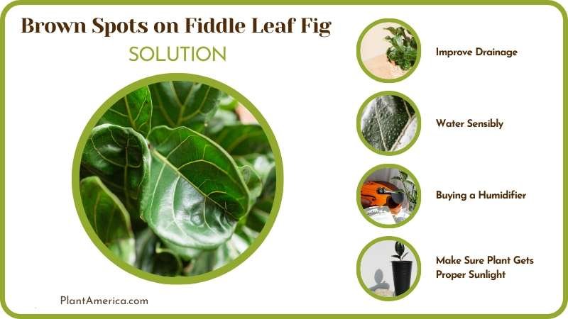Solution for Brown Spots on Fiddle Leaf Fig Plant America