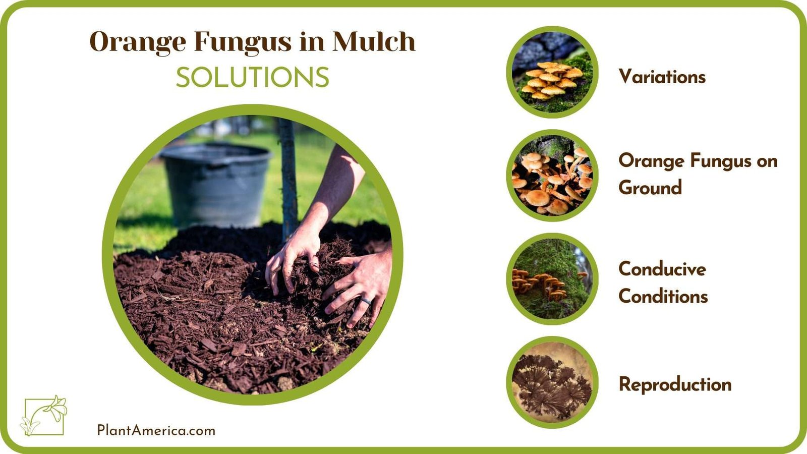 Solution for Orange Fungus in Mulch Plant America