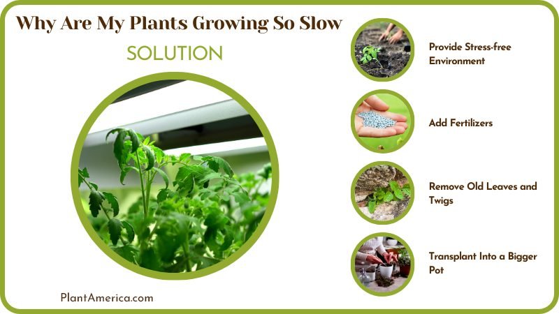 Solution for Plants Growing So Slow Plant America Solution for Plants Growing So Slow Plant America
