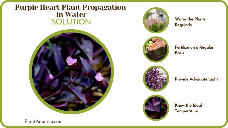 Solution for Purple Heart Plant Propagation Plant America Solution for Purple Heart Plant Propagation Plant America