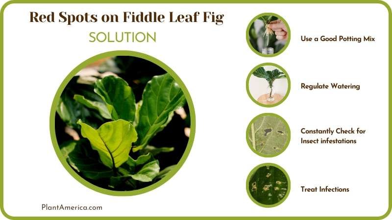 Solution for Red Spots on Fiddle Leaf Fig Plant America