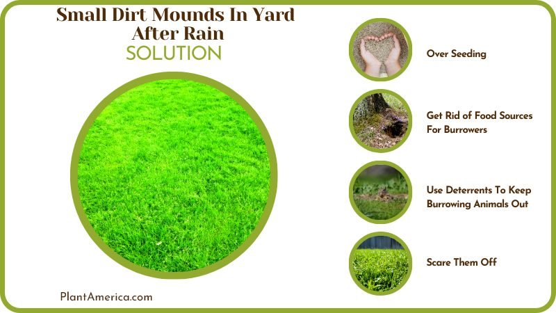 Solution for Small Dirt Mounds In Yard After Rain Plant America