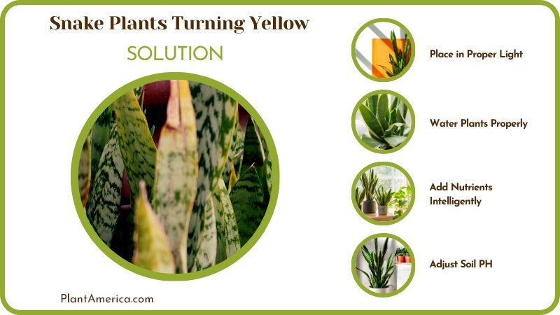 Solution for Snake Plants Turning Yellow PlantAmerica