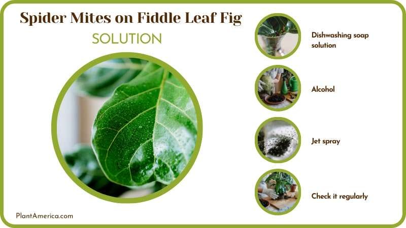 Solution for Spider Mites on Fiddle Leaf Fig Plant America