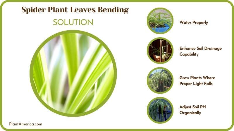 Solution for Spider Plant Leaves Bending Plant America
