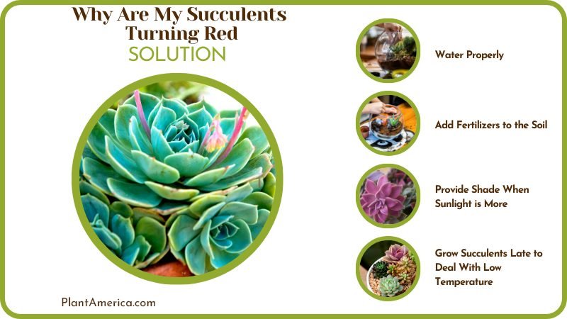 Solution for Succulents Turning Red Plant America