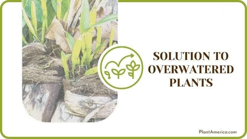 Solution to Overwatered Plants Plantamerica Solution to Overwatered Plants Plantamerica