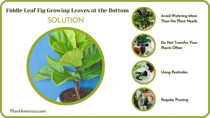 Solutions Fiddle Leaf Fig Growing Leaves at the Bottom Plant America Solutions Fiddle Leaf Fig Growing Leaves at the Bottom Plant America