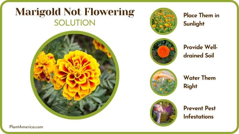 Solutions Marigold Not Flowering Plant America