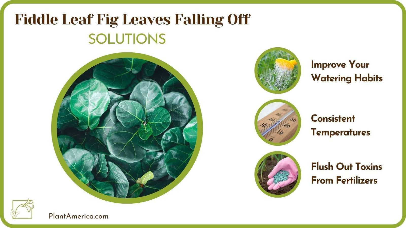 Solutions Of Crepe Myrtle Not Blooming Plant America 1