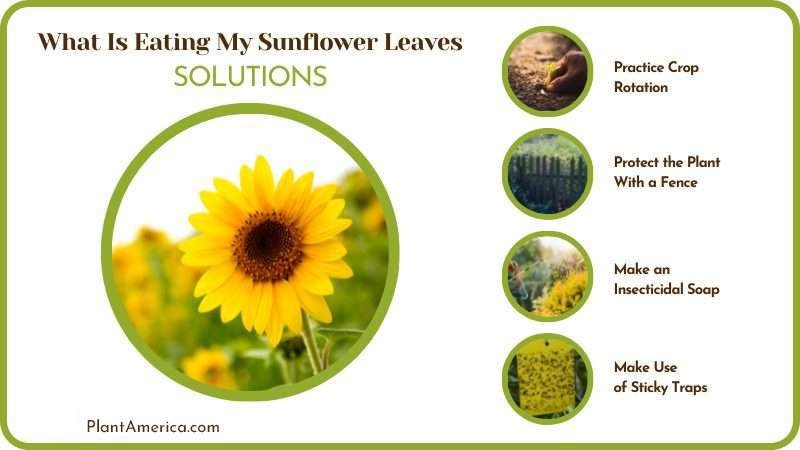 Solutions Sunflowers Die Insects Eating Plants Plant America