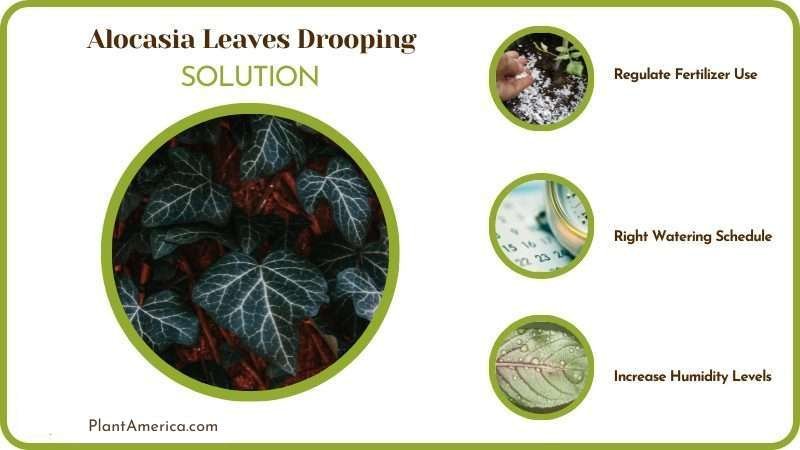Solutions for Alocasia Leaves Drooping ~ Plant America