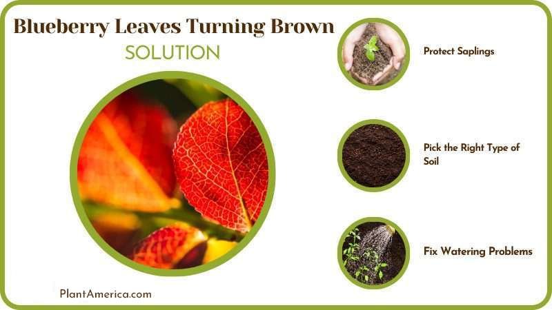 Solutions for Blueberry Leaves Turning Brown Plant America