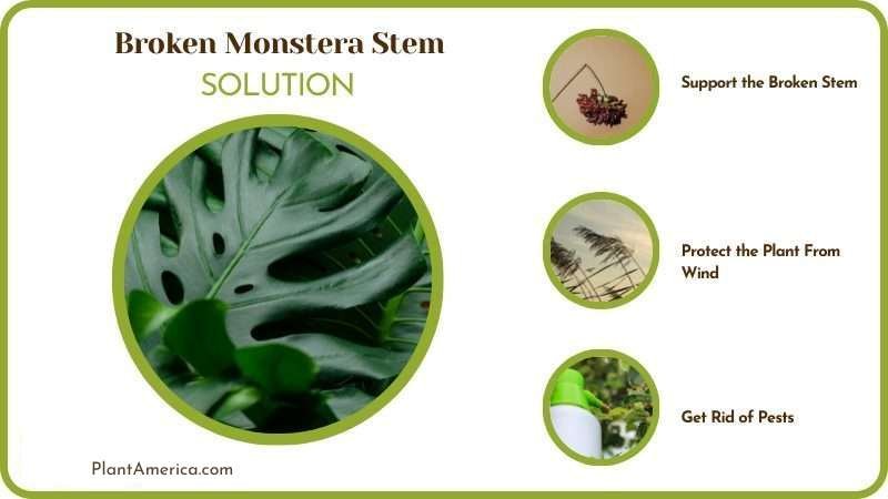 Solutions for Broken Monstera Stem ~ Plant America