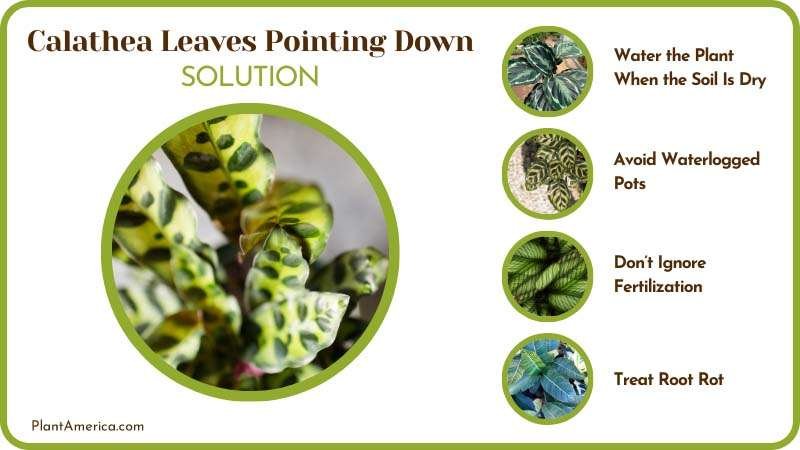 Kubilay of Solution Image Solutions for Calathea Leaves Point