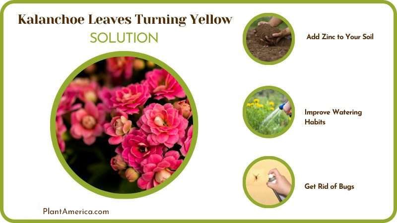 Solutions for Kalanchoe Leaves Turning Yellow Plant America