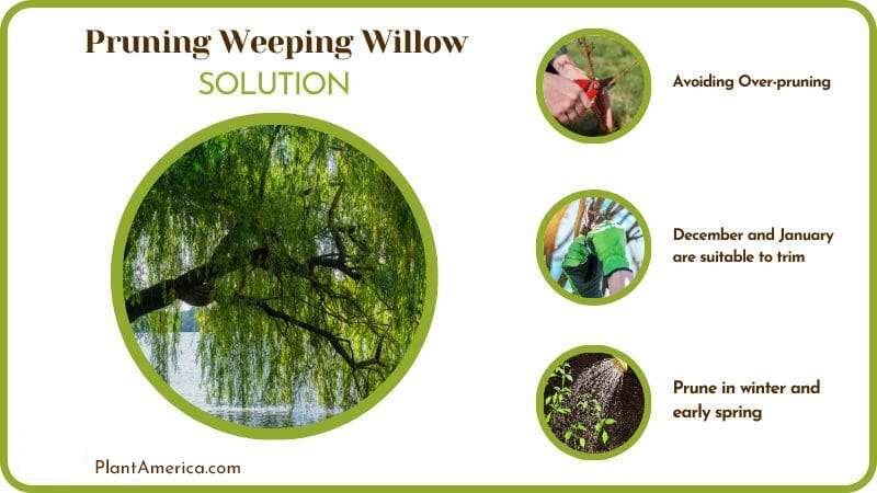 Solutions for Pruning Weeping Willow PlantAmerica Solutions for Pruning Weeping Willow PlantAmerica