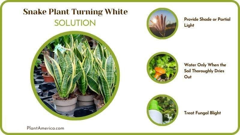 Solutions for Snake Plant Turning White Plant America