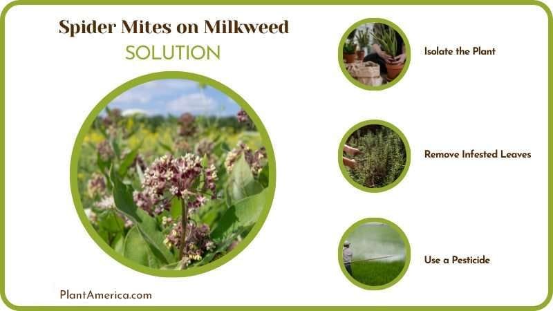 Solutions for Spider Mites on Milkweed PlantAmerica