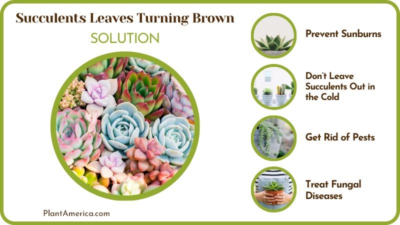 Solutions for Succulents Leaves Turning Brown Plant America