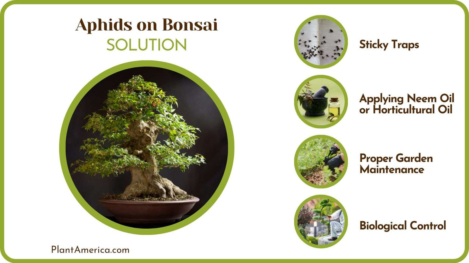 Solutions of Bonsai Pests Plantamerica