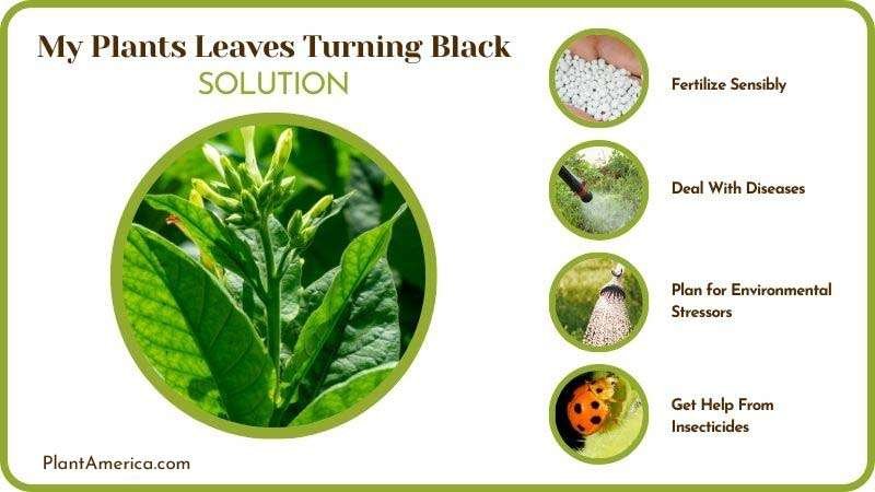 Solutions of My Plants Leaves Turning Black Plant America