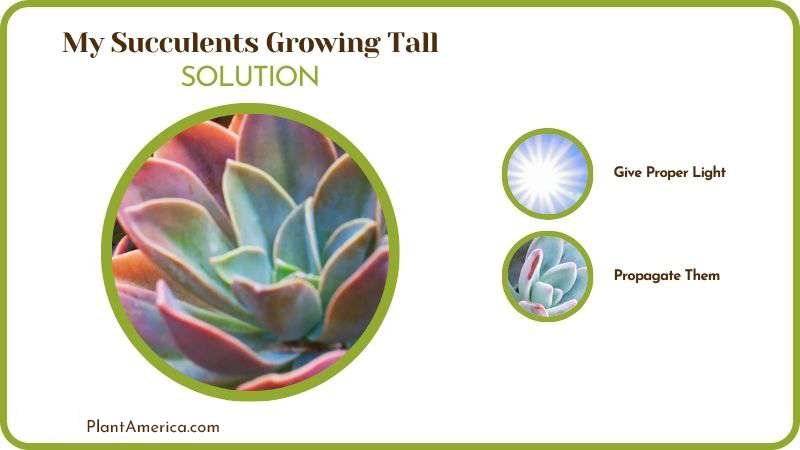 Solutions of My Succulents Growing Tall Plant America
