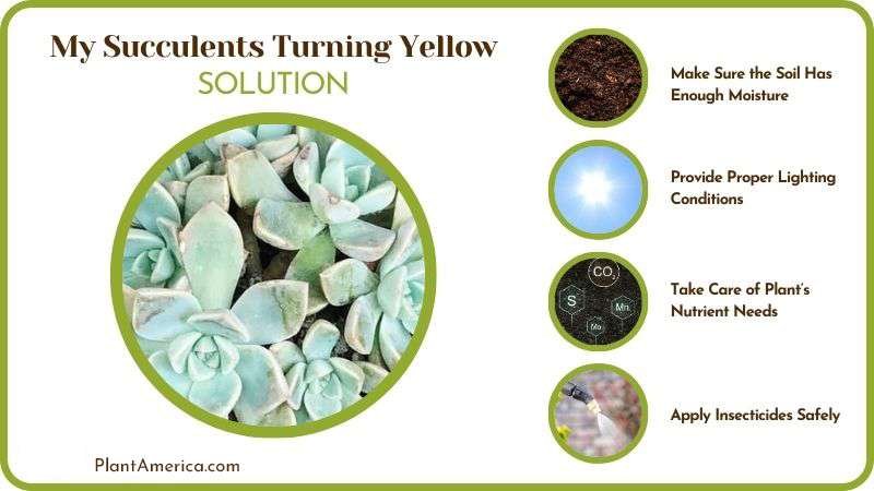 Solutions of My Succulents Turning Yellow Plant America