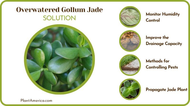 Solutions of Overwatered Gollum Jade Plant America