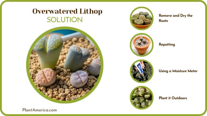 Solutions of Overwatered Lithop Plant America