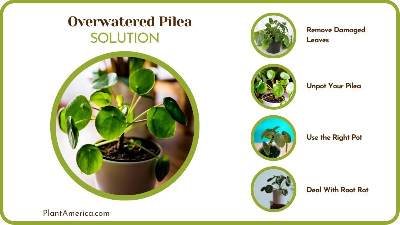Solutions of Overwatered Pilea Plant America