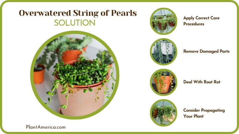 Solutions of Overwatered String of Pearls Plant America