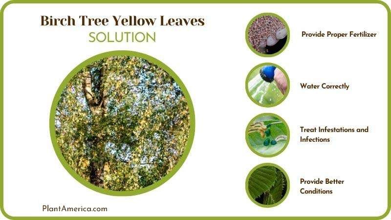Solutions to Birch Tree Yellow Leaves PlantAmerica Solutions to Birch Tree Yellow Leaves PlantAmerica