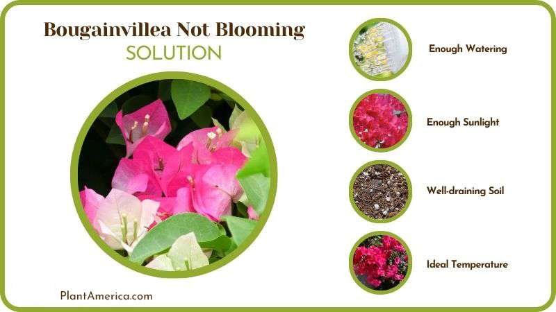 Solutions to Bougainvillea Not Blooming Plant America
