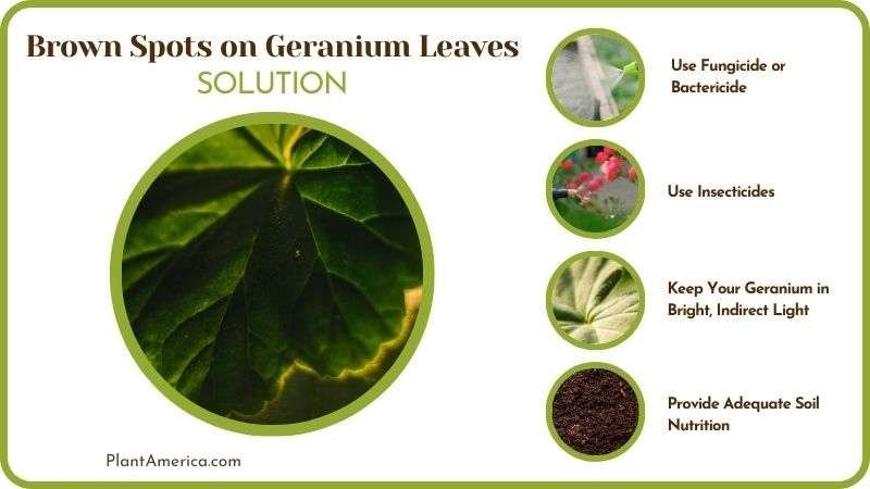 Solutions to Brown Spots on Geranium Leaves Plant America