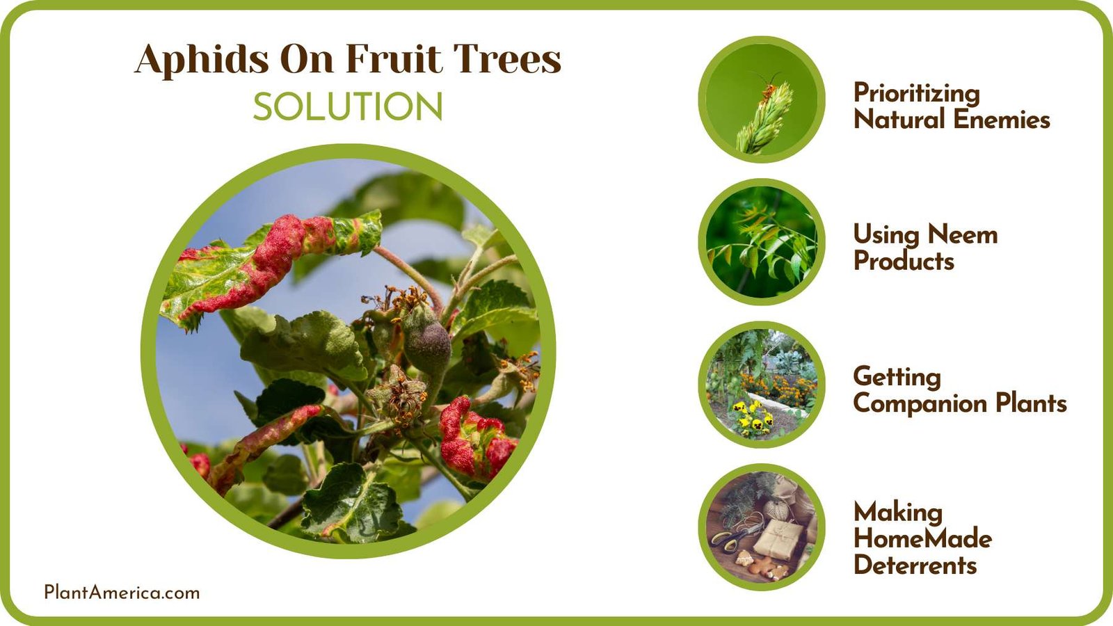 Solutions to Control Aphids PlantAmerica