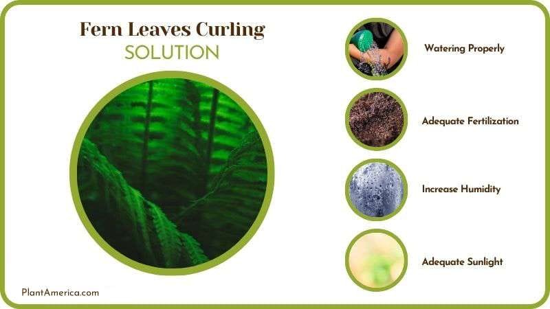 Solutions to Fern Leaves Curling Plant America Solutions to Fern Leaves Curling Plant America