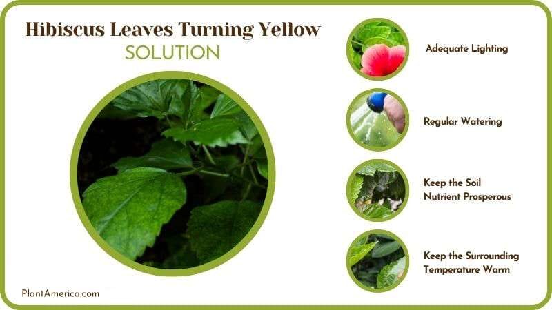Solutions to Hibiscus Leaves Turning Yellow Plant America
