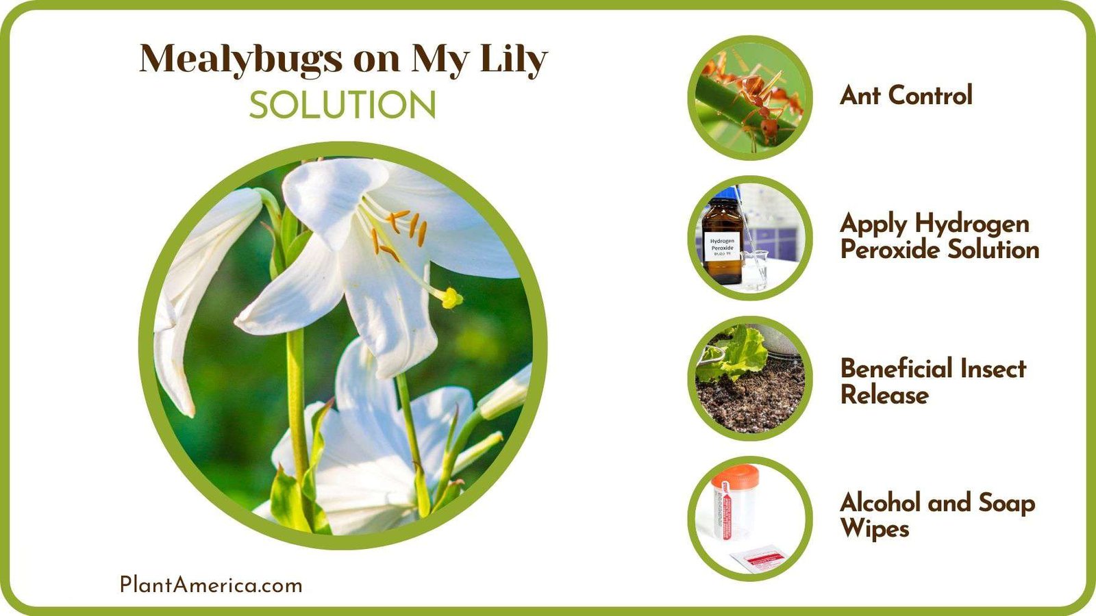 Solutions to Mealybugs on My Lily Plant America Solutions to Mealybugs on My Lily Plant America