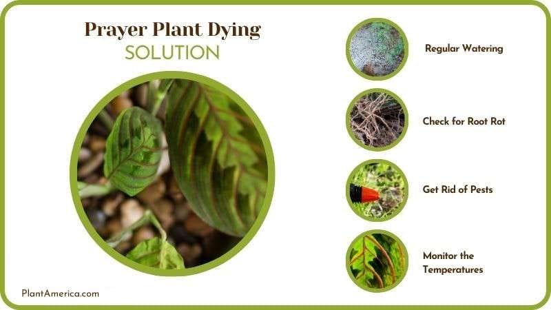 Solutions to Prayer Plant Dying Plant America