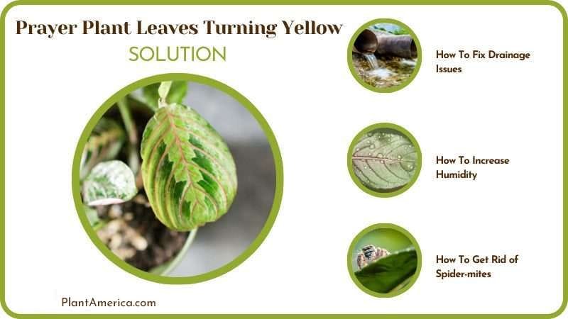 Solutions why Prayer plants Turning Yellow PlantAmerica