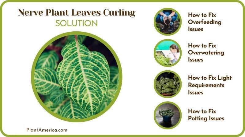 Solve your Leaves Curling PlantAmerica