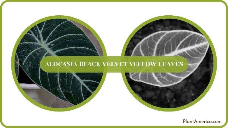 Solving Alocasia Black Velvet Yellow Leaves ~ PlantAmerica