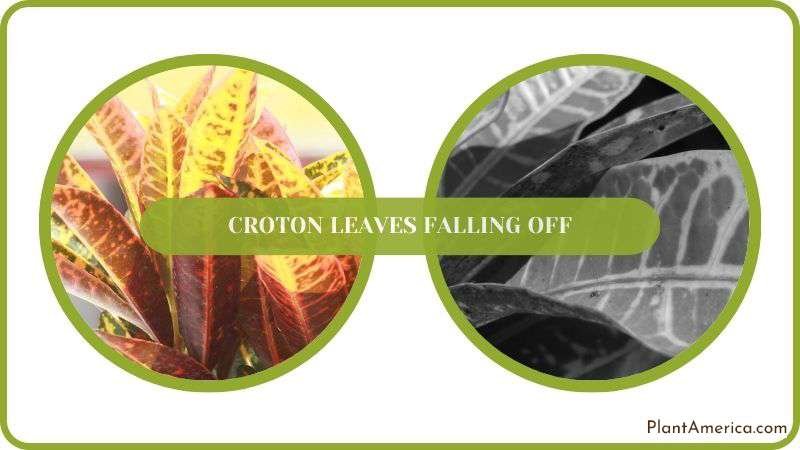 Solving Croton Leaves Falling Off