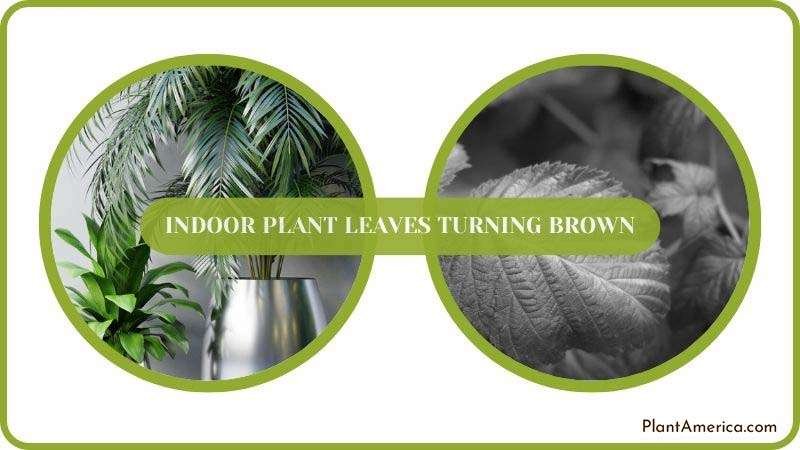 Solving Indoor Plant Leaves Turning Brown Plant America