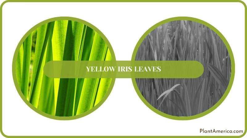 Solving Yellow Iris Leaves Plant America