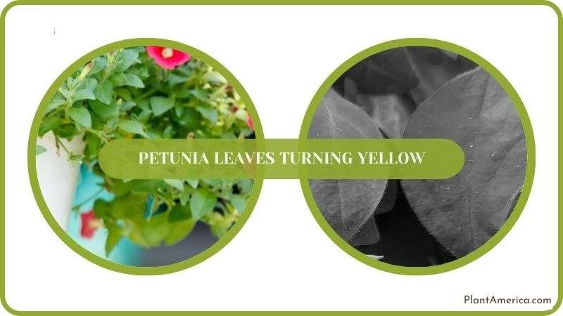 Solving Yellow Petunia Leaves Plant America