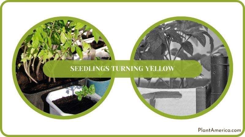 Solving Yellow Seedings Issue PlantAmerica Solving Yellow Seedings Issue PlantAmerica